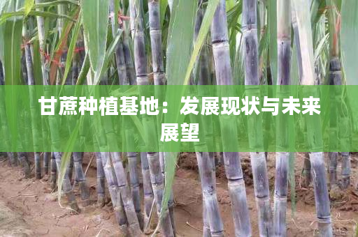 甘蔗种植基地:发展现状与未来展望 甘蔗种植基地:发展现状与未来展望