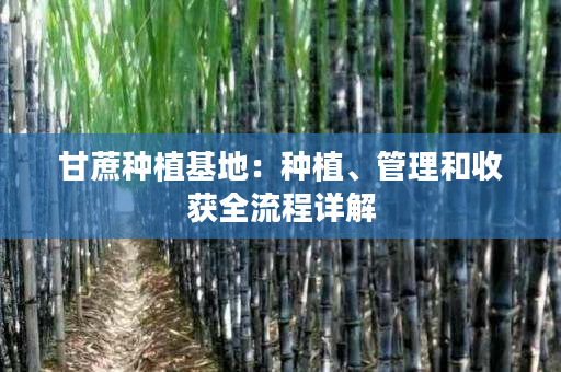 甘蔗种植基地:种植、管理和收获全流程详解 甘蔗种植基地:种植、管理和收获全流程详解