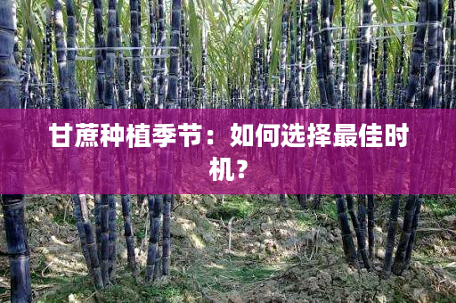 甘蔗种植季节:如何选择最佳时机? 甘蔗种植季节:如何选择最佳时机?