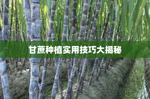甘蔗种植实用技巧大揭秘 甘蔗种植实用技巧大揭秘