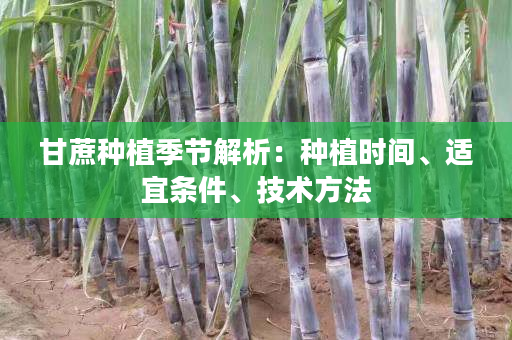 甘蔗种植季节解析:种植时间、适宜条件、技术方法 甘蔗种植季节解析:种植时间、适宜条件、技术方法