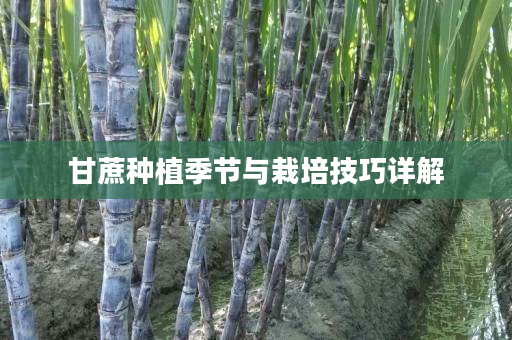 甘蔗种植季节与栽培技巧详解 甘蔗种植季节与栽培技巧详解