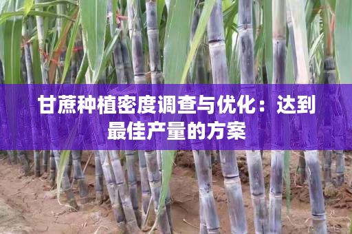 甘蔗种植密度调查与优化:达到最佳产量的方案 甘蔗种植密度调查与优化:达到最佳产量的方案