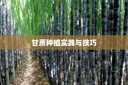 甘蔗种植实践与技巧 甘蔗种植实践与技巧
