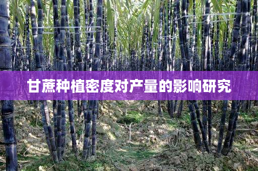 甘蔗种植密度对产量的影响研究 甘蔗种植密度对产量的影响研究