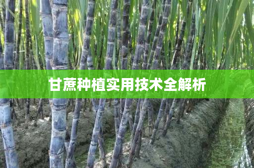 甘蔗种植实用技术全解析 甘蔗种植实用技术全解析