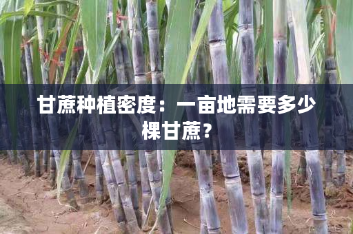 甘蔗种植密度:一亩地需要多少棵甘蔗? 甘蔗种植密度:一亩地需要多少棵甘蔗?
