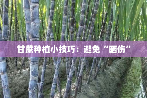 甘蔗种植小技巧:避免“晒伤” 甘蔗种植小技巧:避免“晒伤”