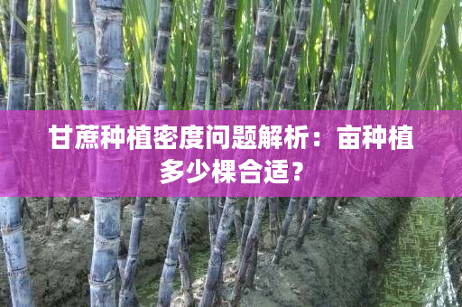 甘蔗种植密度问题解析:亩种植多少棵合适? 甘蔗种植密度问题解析:亩种植多少棵合适?