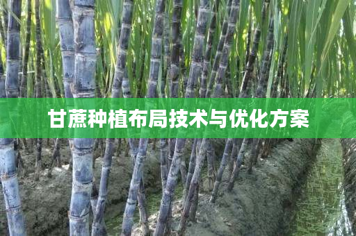 甘蔗种植布局技术与优化方案 甘蔗种植布局技术与优化方案