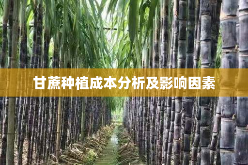 甘蔗种植成本分析及影响因素