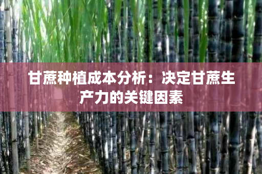 甘蔗种植成本分析:决定甘蔗生产力的关键因素 甘蔗种植成本分析:决定甘蔗生产力的关键因素