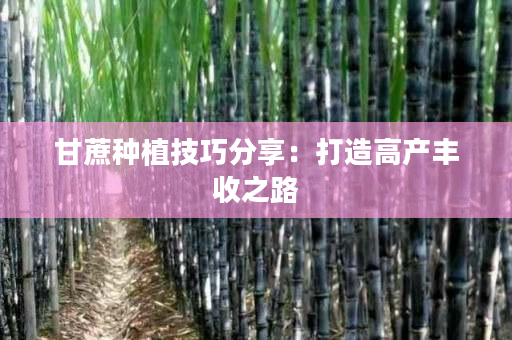 甘蔗种植技巧分享:打造高产丰收之路 甘蔗种植技巧分享:打造高产丰收之路