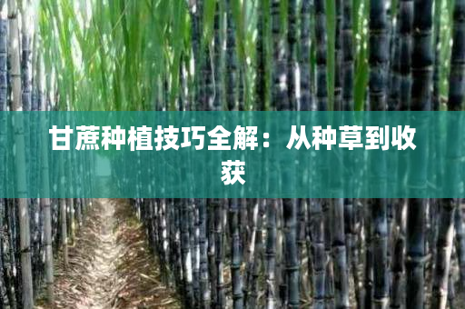 甘蔗种植技巧全解：从种草到收获