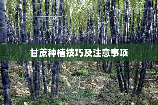 甘蔗种植技巧及注意事项 甘蔗种植技巧及注意事项