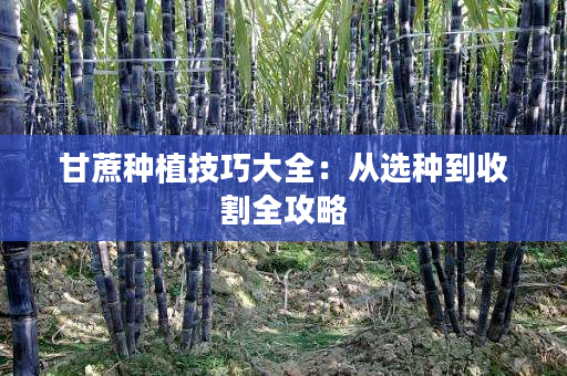 甘蔗种植技巧大全:从选种到收割全攻略 甘蔗种植技巧大全:从选种到收割全攻略