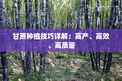 甘蔗种植技巧详解:高产、高效、高质量 甘蔗种植技巧详解:高产、高效、高质量