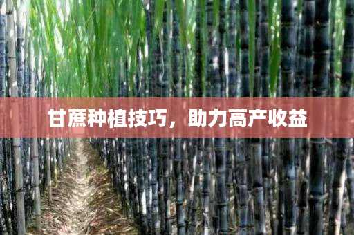 甘蔗种植技巧,助力高产收益 甘蔗种植技巧,助力高产收益