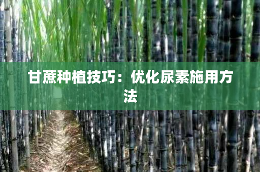 甘蔗种植技巧：优化尿素施用方法