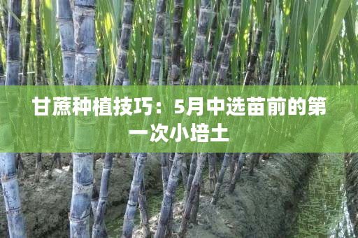 甘蔗种植技巧:5月中选苗前的第一次小培土 甘蔗种植技巧:5月中选苗前的第一次小培土