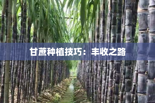 甘蔗种植技巧：丰收之路