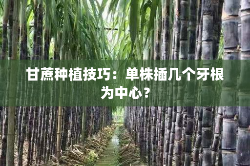 甘蔗种植技巧:单株插几个牙根为中心? 甘蔗种植技巧:单株插几个牙根为中心?