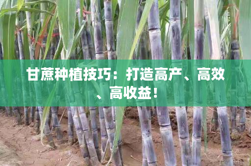 甘蔗种植技巧:打造高产、高效、高收益! 甘蔗种植技巧:打造高产、高效、高收益!