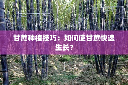 甘蔗种植技巧:如何使甘蔗快速生长? 甘蔗种植技巧:如何使甘蔗快速生长?
