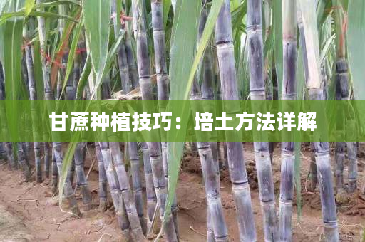 甘蔗种植技巧:培土方法详解 甘蔗种植技巧:培土方法详解