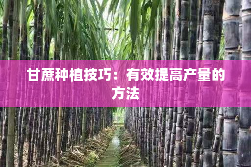 甘蔗种植技巧:有效提高产量的方法 甘蔗种植技巧:有效提高产量的方法