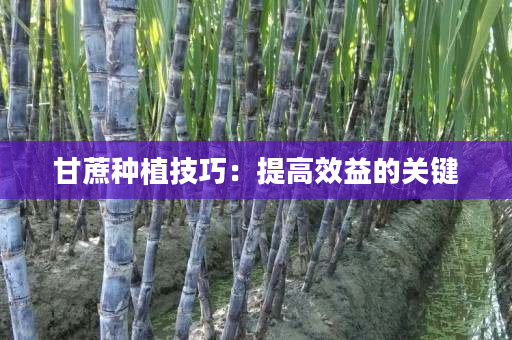 甘蔗种植技巧:提高效益的关键 甘蔗种植技巧:提高效益的关键