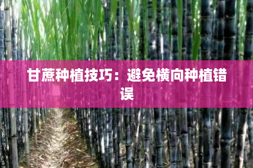 甘蔗种植技巧:避免横向种植错误 甘蔗种植技巧:避免横向种植错误