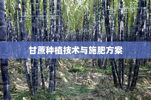 甘蔗种植技术与施肥方案 甘蔗种植技术与施肥方案