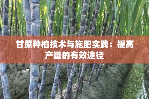 甘蔗种植技术与施肥实践:提高产量的有效途径 甘蔗种植技术与施肥实践:提高产量的有效途径