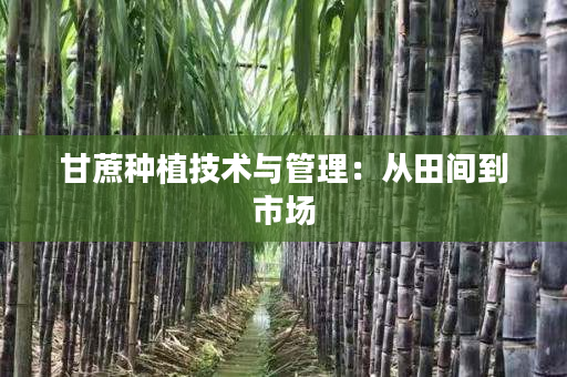甘蔗种植技术与管理:从田间到市场 甘蔗种植技术与管理:从田间到市场