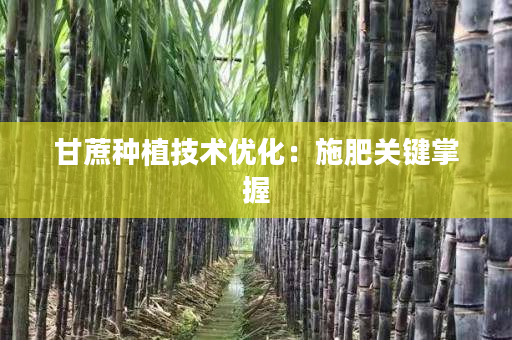 甘蔗种植技术优化:施肥关键掌握 甘蔗种植技术优化:施肥关键掌握