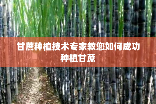 甘蔗种植技术专家教您如何成功种植甘蔗