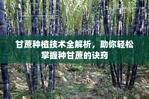 甘蔗种植技术全解析,助你轻松掌握种甘蔗的诀窍 甘蔗种植技术全解析,助你轻松掌握种甘蔗的诀窍