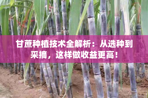 甘蔗种植技术全解析:从选种到采摘,这样做收益更高! 甘蔗种植技术全解析:从选种到采摘,这样做收益更高!