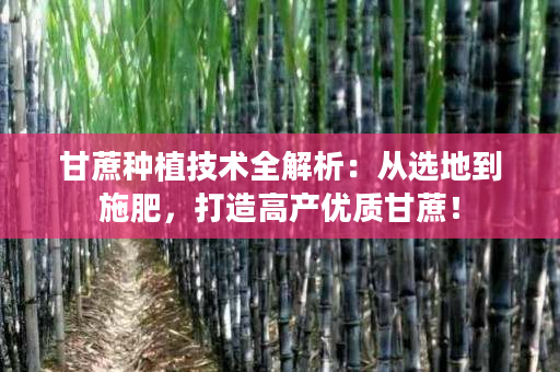 甘蔗种植技术全解析:从选地到施肥,打造高产优质甘蔗! 甘蔗种植技术全解析:从选地到施肥,打造高产优质甘蔗!