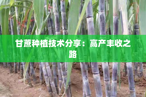 甘蔗种植技术分享:高产丰收之路 甘蔗种植技术分享:高产丰收之路