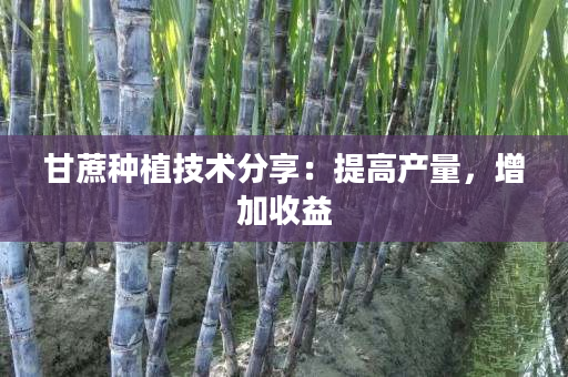 甘蔗种植技术分享：提高产量，增加收益