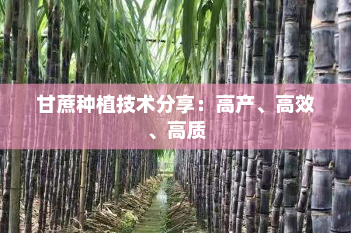 甘蔗种植技术分享：高产、高效、高质