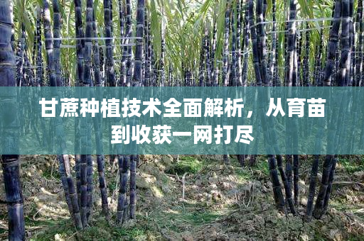 甘蔗种植技术全面解析，从育苗到收获一网打尽