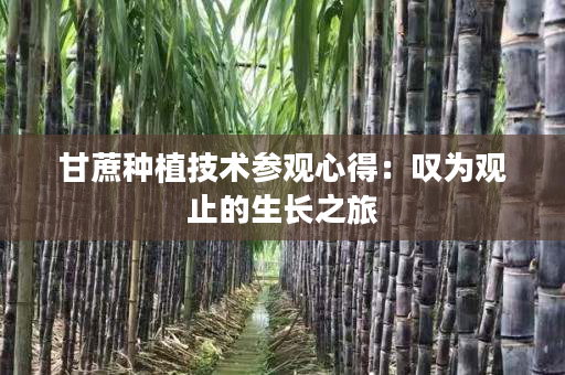 甘蔗种植技术参观心得：叹为观止的生长之旅