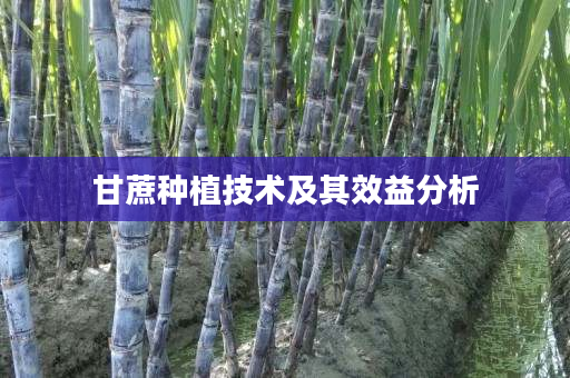 甘蔗种植技术及其效益分析