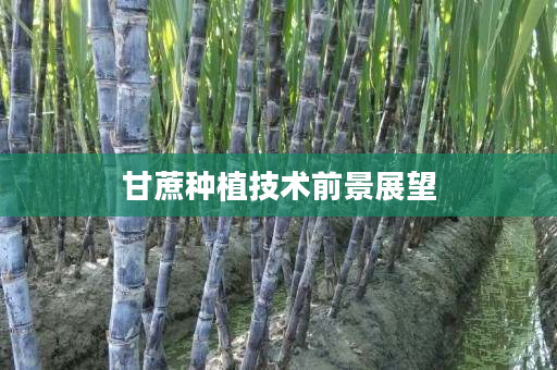 甘蔗种植技术前景展望
