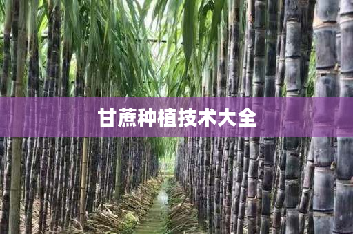 甘蔗种植技术大全