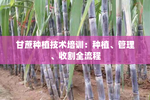 甘蔗种植技术培训：种植、管理、收割全流程
