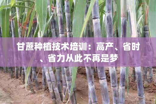 甘蔗种植技术培训：高产、省时、省力从此不再是梦